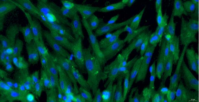 Primary Canine Ureteral Smooth Muscle Cells (USMC)