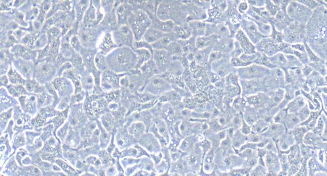 Primary Caprine Ureteral Epithelial Cells (UEC)