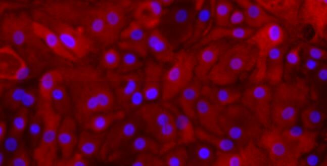 Primary Caprine Ureteral Epithelial Cells (UEC)