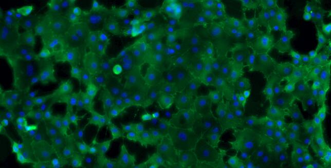 Primary Caprine Ureteral Epithelial Cells (UEC)