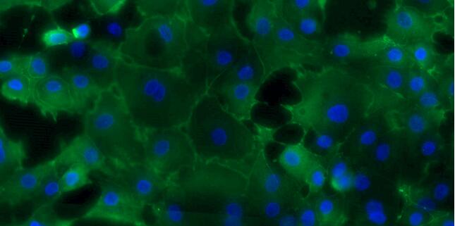 Primary Caprine Ureteral Epithelial Cells (UEC)