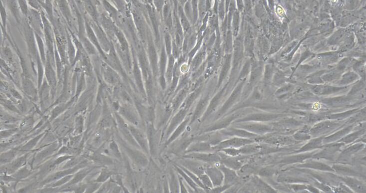 Primary Canine Tendon Stem Cells ( TDSC)