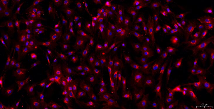 Primary Caprine Tendon Stem Cells ( TDSC)