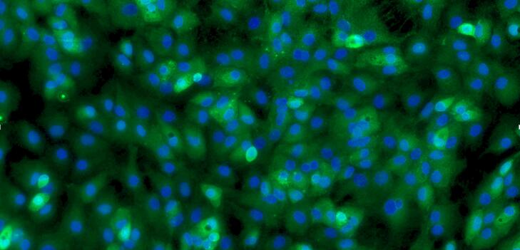 Primary Rat Meniscus Fibrochondrocytes (MFCs)