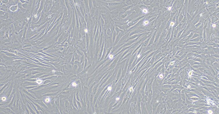 Primary Rabbit Small Airway Smooth Muscle Cells (SASMC)