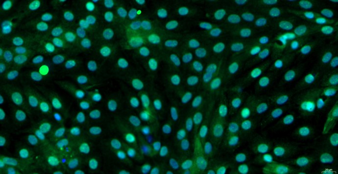 Primary Canine Auricular Chondrocytes (ACC)