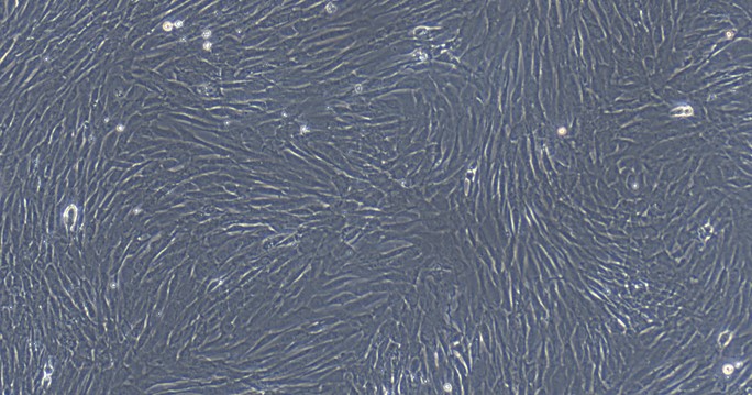 Primary Canine Auricular Chondrocytes (ACC)