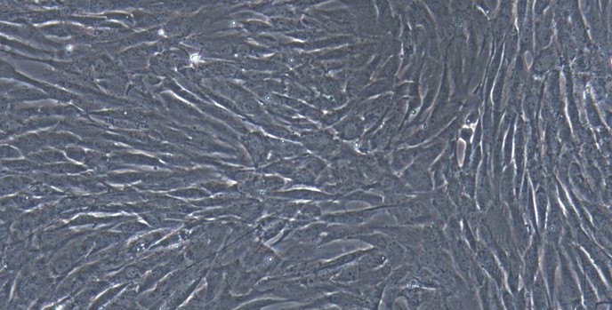 Primary Canine Auricular Chondrocytes (ACC)