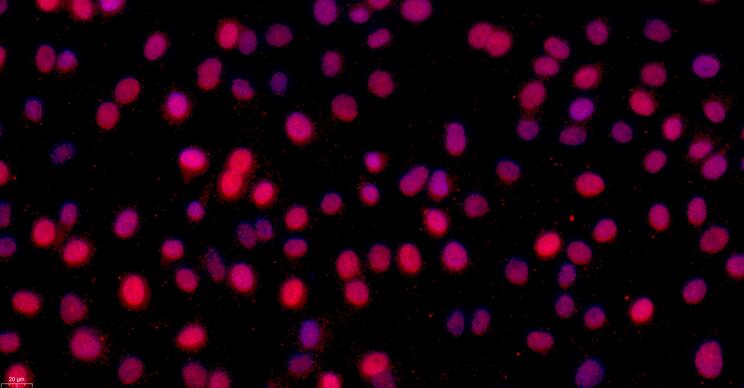 Primary Rabbit Auricular Chondrocytes (ACC)