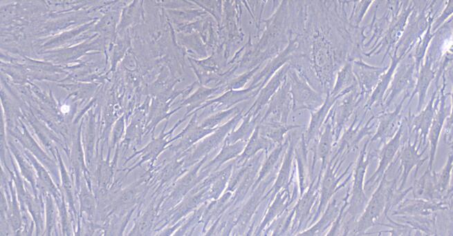 Primary Rat Oral Mucosal Fibroblasts (OMF)