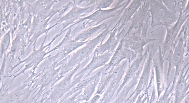 Primary Rat Oral Mucosal Fibroblasts (OMF)