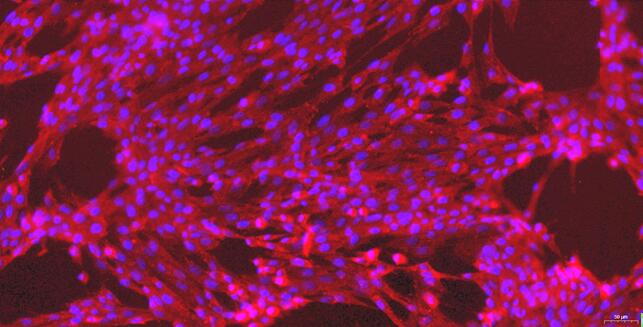 Primary Canine Urethral Smooth Muscle Cells (UrSMC)