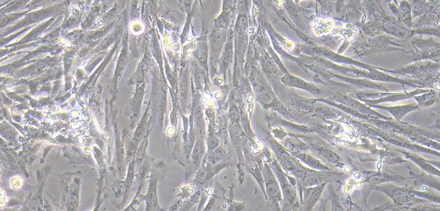 Primary Canine Urethral Smooth Muscle Cells (UrSMC)