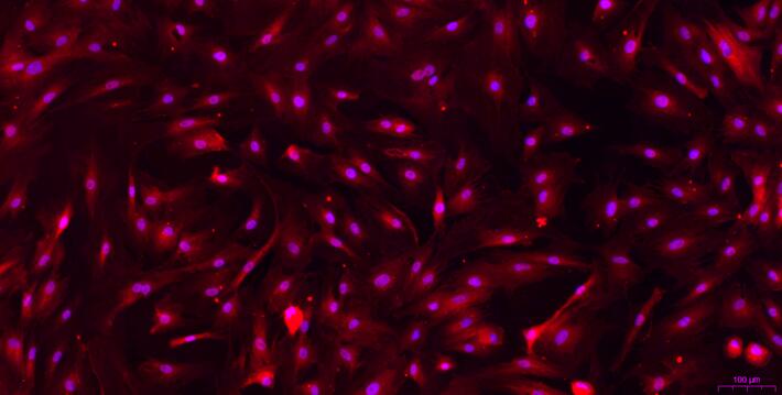 Primary Rat Urethral Smooth Muscle Cells (UrSMC)