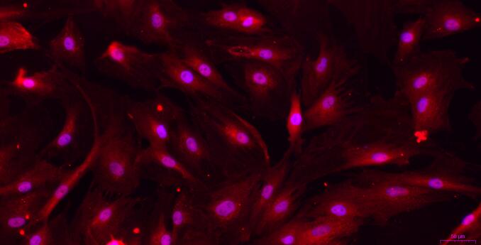 Primary Rat Urethral Smooth Muscle Cells (UrSMC)