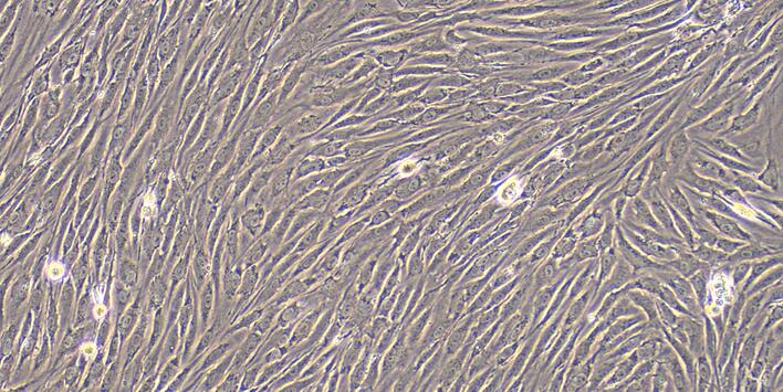 Primary Rat Urethral Smooth Muscle Cells (UrSMC)