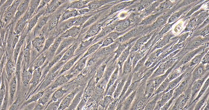 Primary Rat Urethral Smooth Muscle Cells (UrSMC)