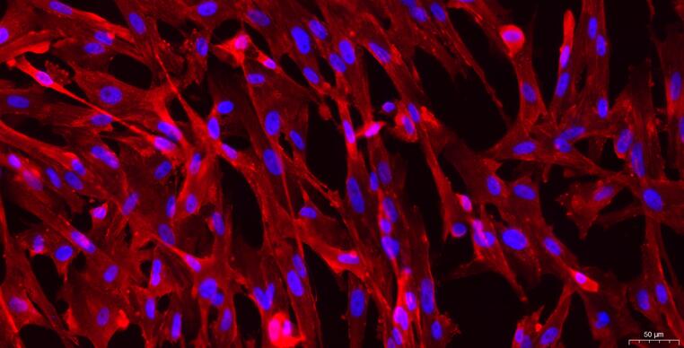 Primary Canine Arachnoid Cells (AC)