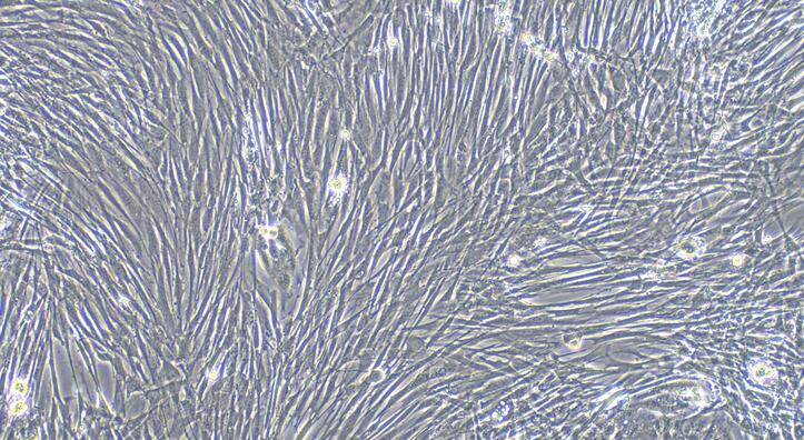 Primary Canine Arachnoid Cells (AC)