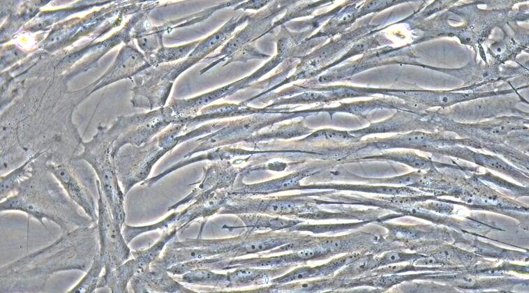 Primary Canine Arachnoid Cells (AC)