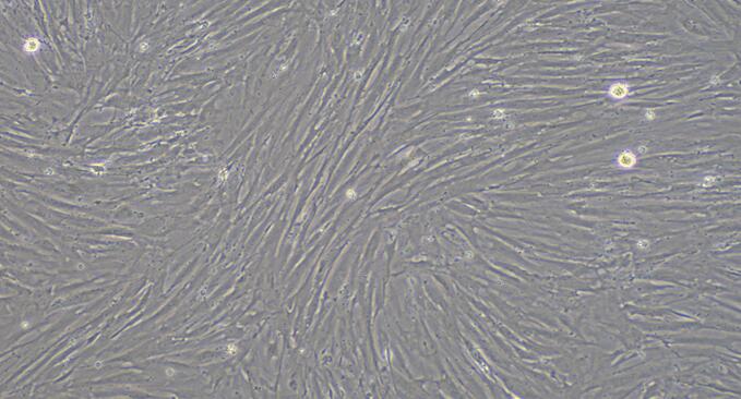 Primary Rat Vas Deferens Smooth Muscle Cells (VDSM)