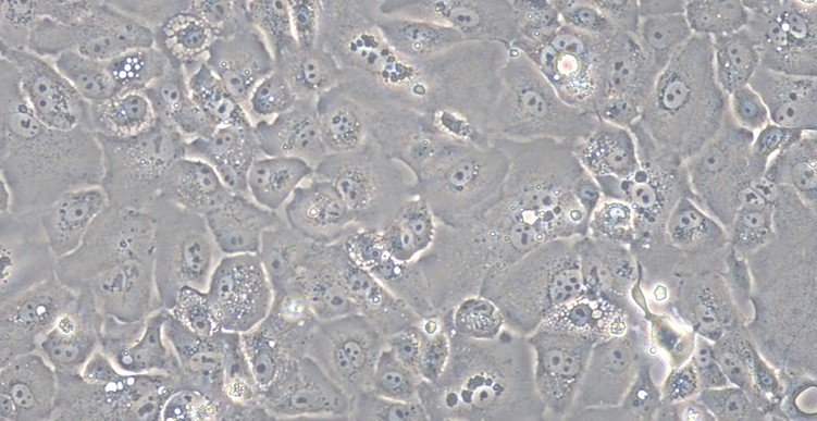 Primary Rabbit Vas Deferens Epithelial Cells (VDEC)