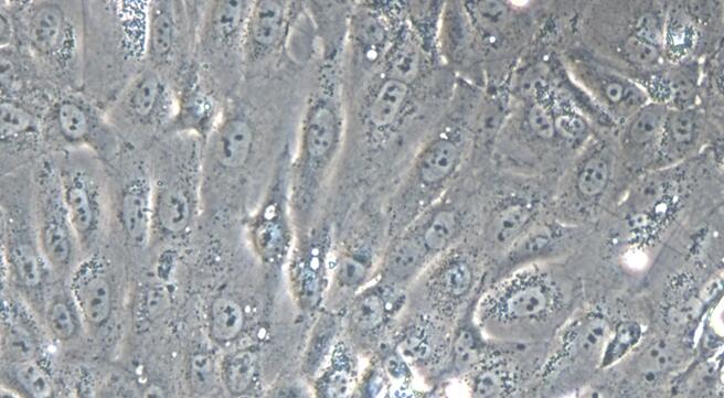 Primary Rabbit Fallopian Tube Epithelial Cells (FTEC)