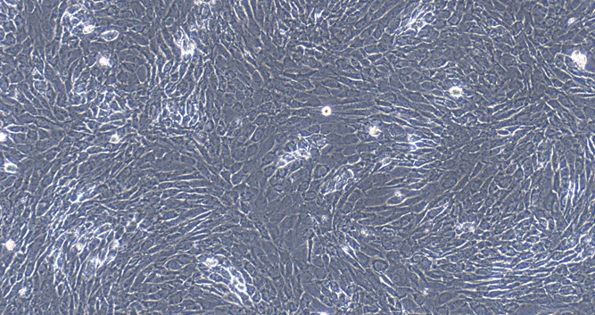 Primary Canine Tracheal Chondrocytes (TrC)