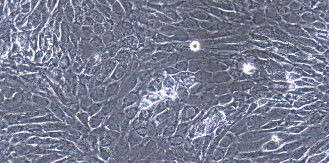 Primary Canine Tracheal Chondrocytes (TrC)