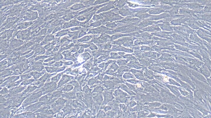 Primary Rabbit Tracheal Chondrocytes (TrC)