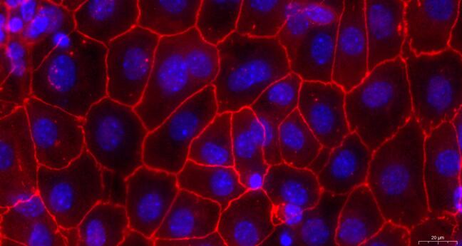 Primary Canine Vaginal Epithelial Cells (VEC)