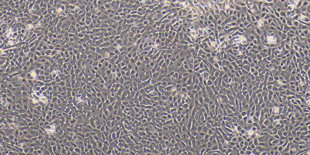 Primary Canine Vaginal Epithelial Cells (VEC)