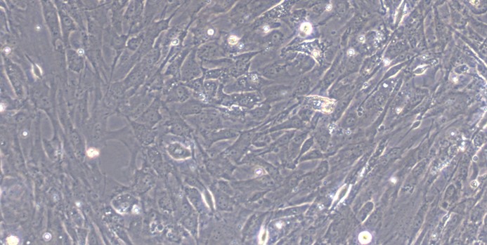 Primary Mouse Parotid Gland Cells (PGC)