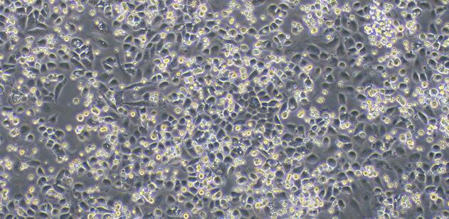 Primary Canine Pericardial Mesothelial Cells (PeMC)