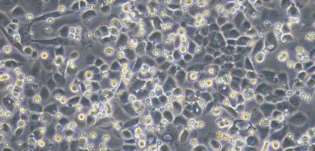 Primary Canine Pericardial Mesothelial Cells (PeMC)