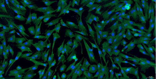 Primary Canine Vaginal Smooth Muscle Cells (VSMC)