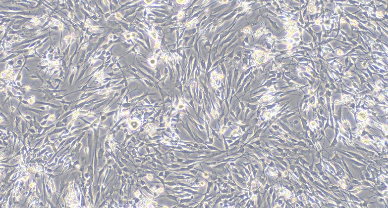 Primary Canine Dorsal Root Ganglion Neuron Cells (DRGN)