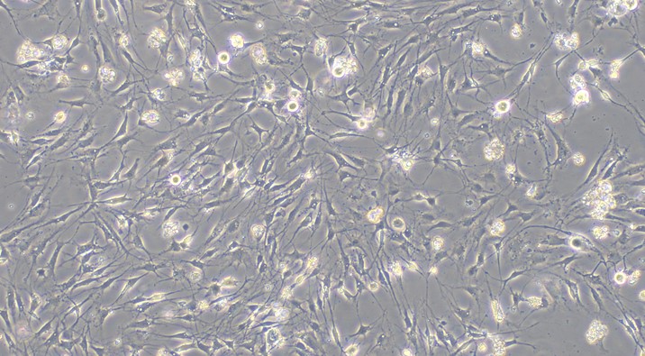 Primary Mouse Dorsal Root Ganglion Neuron Cells (DRGN)