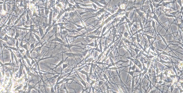 Primary Rat Dorsal Root Ganglion Neuron Cells (DRGN)