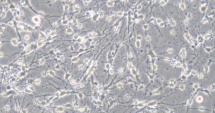 Primary Canine Olfactory Bulb Neuron Cells (OBNC)