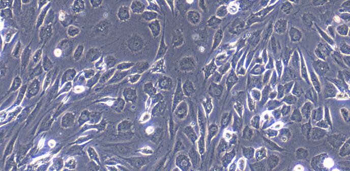 Primary Canine Peripheral Sciatic Nerve Fibroblasts ( PSNC)