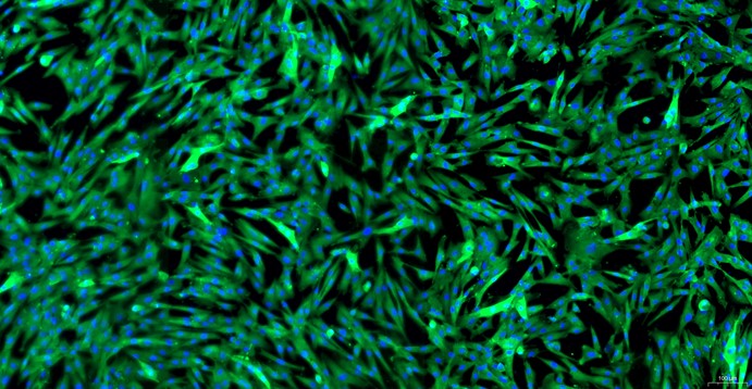 Primary Canine Lingual Muscle Skeletal Muscle Cells (LMSMC)