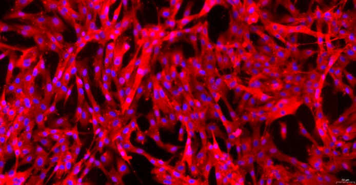 Primary Canine Lingual Muscle Skeletal Muscle Cells (LMSMC)