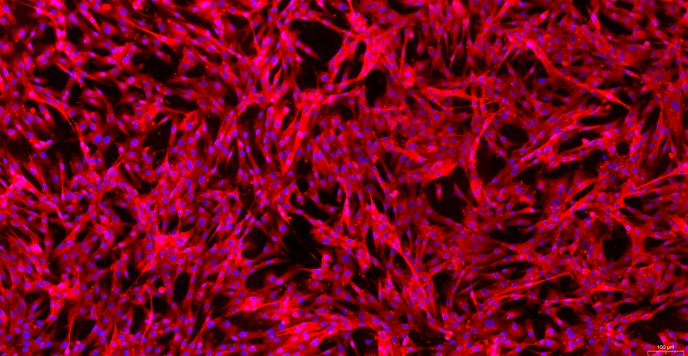 Primary Canine Lingual Muscle Skeletal Muscle Cells (LMSMC)