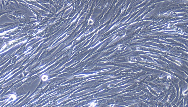 Primary Canine Lingual Muscle Skeletal Muscle Cells (LMSMC)