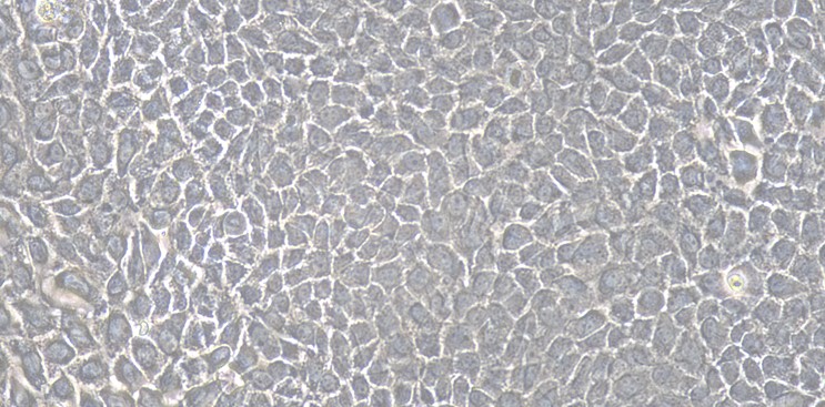 Primary Canine Nasal Mucosal Epithelial Cells (NMEC)