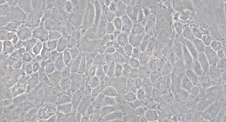 Primary Rat Nasal Mucosal Epithelial Cells (NMEC)