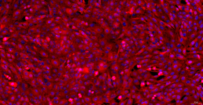 Primary Rat Nasal Mucosal Epithelial Cells (NMEC)