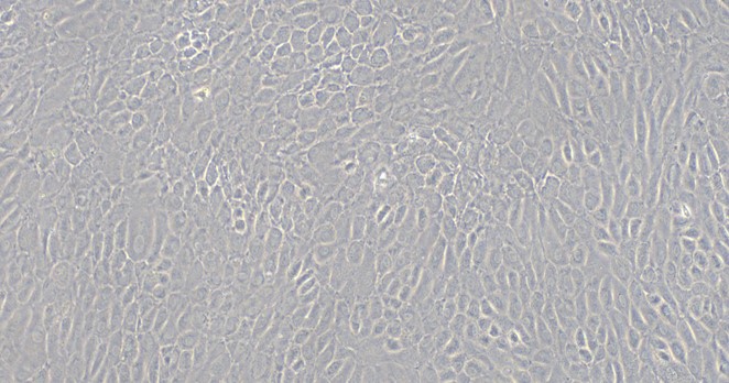 Primary Rat Nasal Mucosal Epithelial Cells (NMEC)