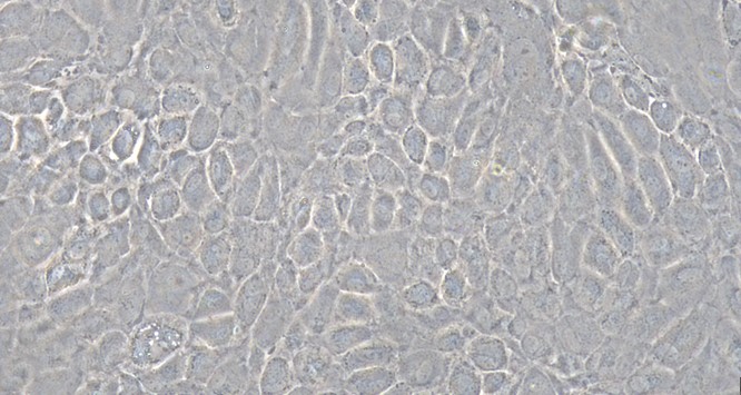 Primary Rat Nasal Mucosal Epithelial Cells (NMEC)